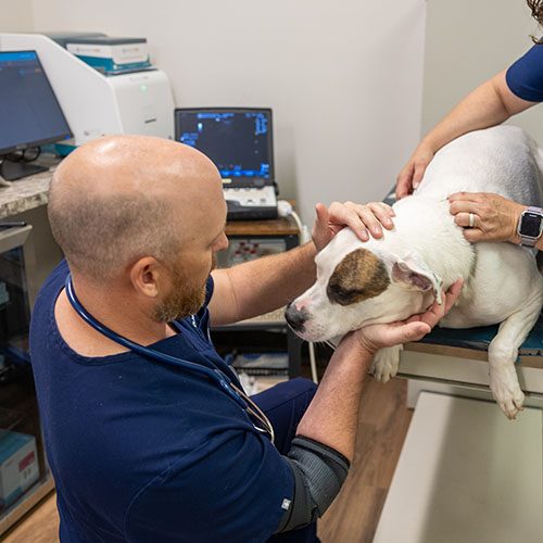 Dog Exam Action Shot