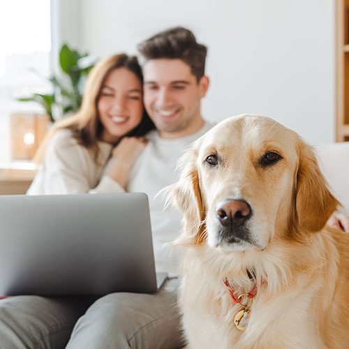 Young couple, husband and wife hugging dog, golden retriever, selective focus using laptop online shopping, sitting on sofa at home. Smiling girlfriend and boyfriend watching video. Technology concept