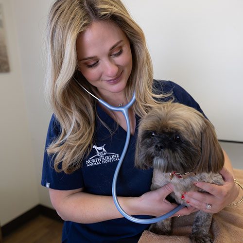 Stethoscope Dog